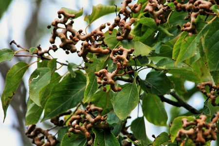 Bài thuốc dân gian giải độc gan bằng cây Hovenia Dulcis