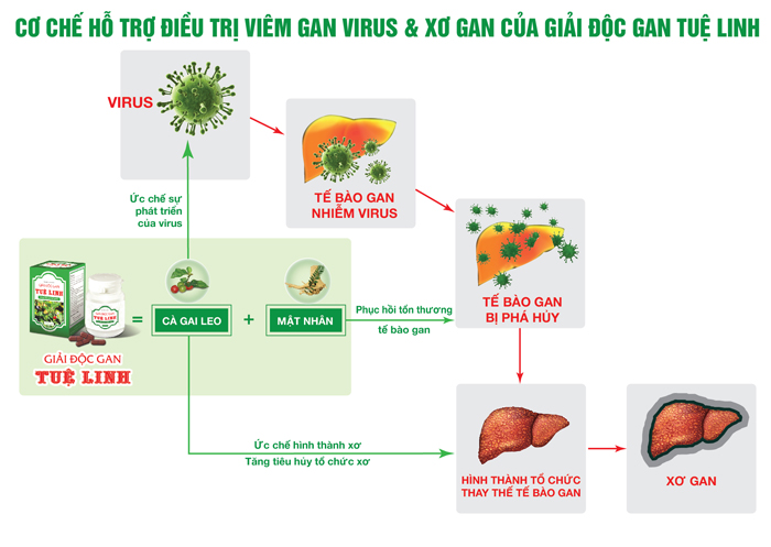 ** Giải độc gan Tuệ Linh nâng cao chất lượng hơn nữa với vùng trồng Cà gai leo sạch lớn nhất đầu tiên tại 1