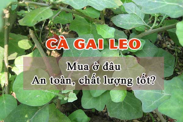 Địa chỉ mua cà gai leo ở đâu uy tín và giá cả hợp lý