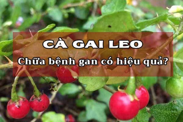 Cà gai leo chữa bệnh gan như thế nào? Có thực sự hiệu quả? 1