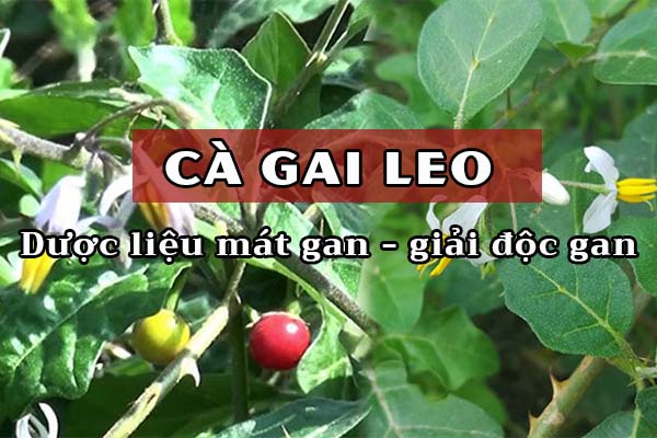 Làm thế nào cà gai leo giúp bảo vệ tế bào gan?
