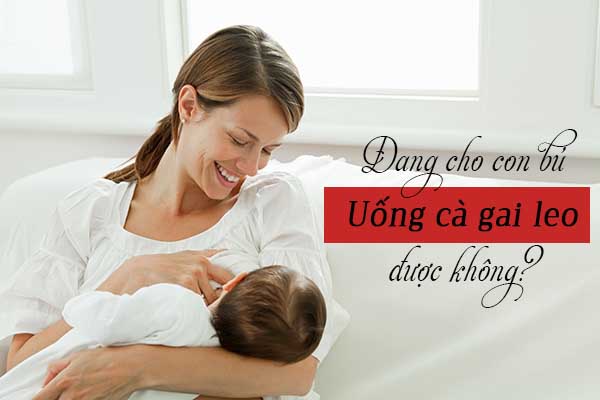 Cà gai leo là gì và có tính chất gì?
