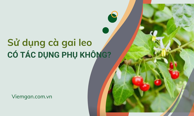 Cà gai leo có tác dụng phụ không? 1