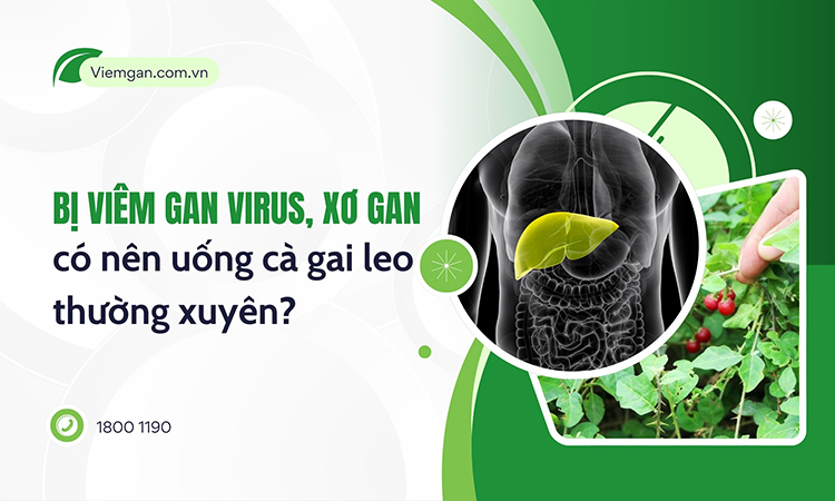 Bị viêm gan virus, xơ gan có nên uống cà gai leo thường xuyên không? 1