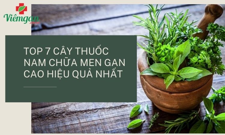 Có bao nhiêu cây thuốc nam giải độc gan, mát gan tại nhà?
