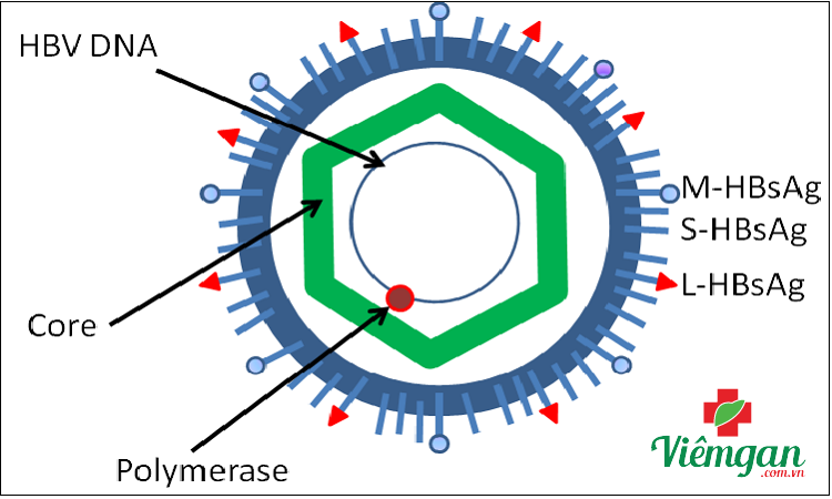 Chỉ số HBsAg là gì? 1
