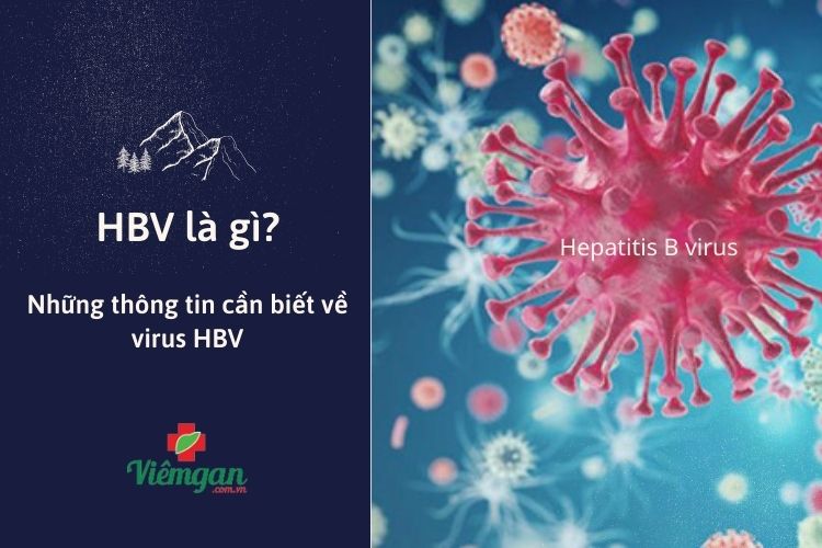 Cùng tìm hiểu hbv là bệnh gì và biện pháp phòng tránh hiệu quả