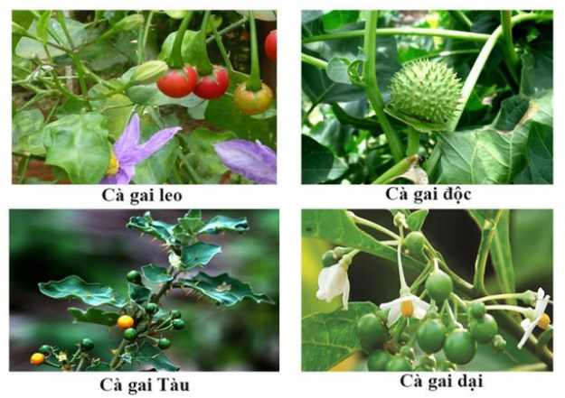 Có tác dụng phụ nào khi sử dụng viên nang cà gai leo không?
