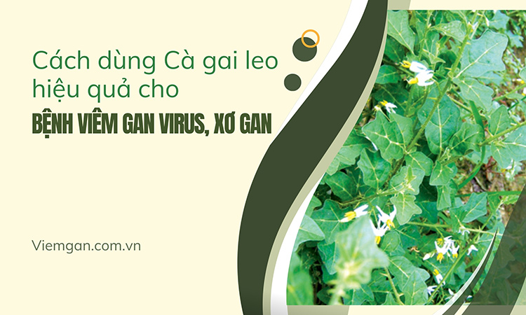 Hướng dẫn cách sử dụng cà gai leo hiệu quả nhất cho bệnh viêm gan virus, xơ gan 1