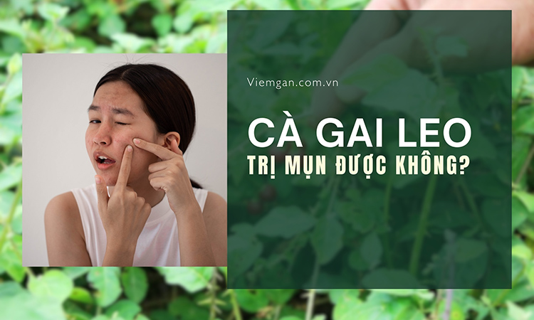 Sự thật: Cà gai leo có trị mụn trứng cá được không? 1