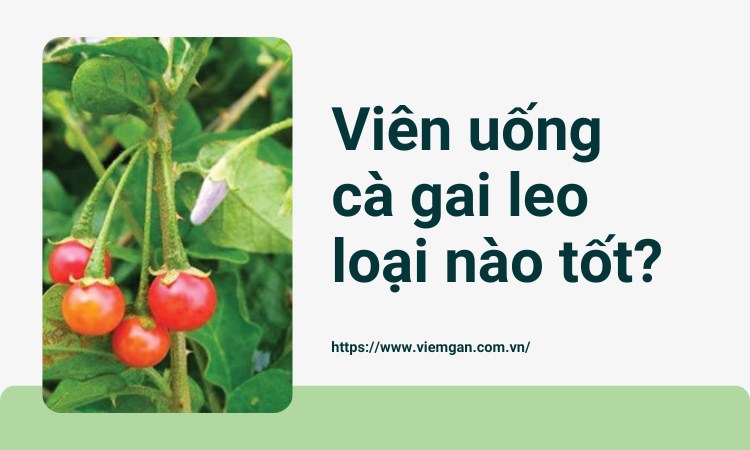 Chức năng giải độc của cà gai leo dạng viên hoạt động như thế nào?
