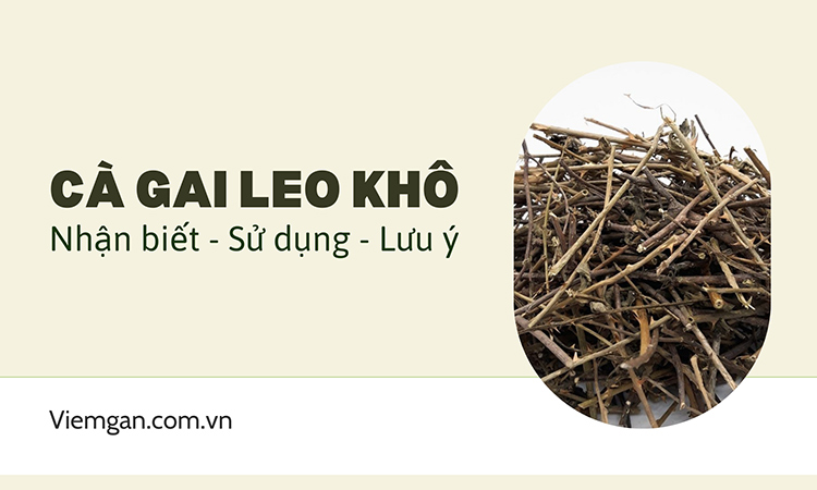 Cà gai leo khô là gì? Cách nhận biết và sử dụng! 1