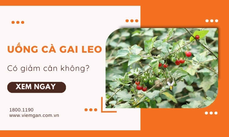 Uống cà gai leo có giảm cân không? Sự thật bất ngờ! 1