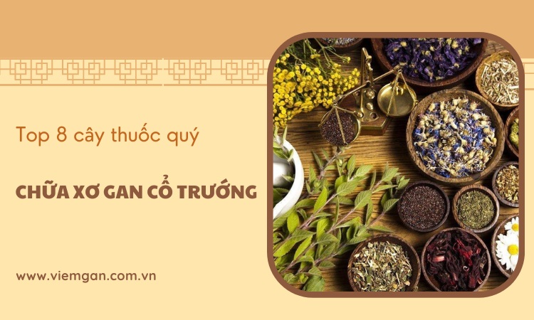 TOP 8 cây thuốc quý chữa xơ gan cổ trướng nên biết! 1