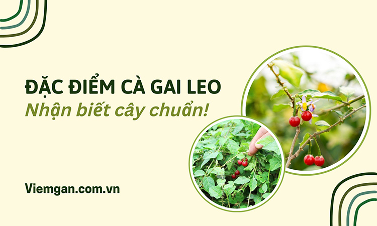 Đặc điểm nhận biết cây Cà gai leo giúp phân biệt chính xác! 1